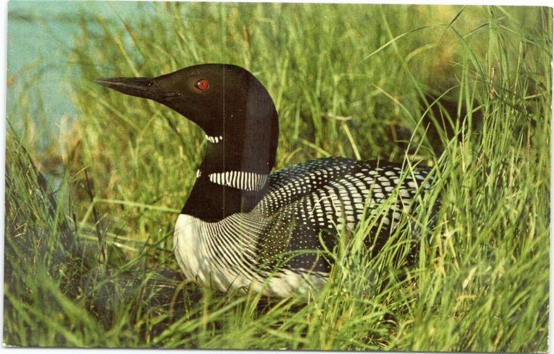 Common Loon in Alaska