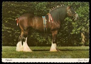 Clydesdale - Grant's Farm