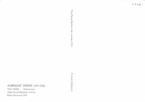 Albrecht Durer - The Hare