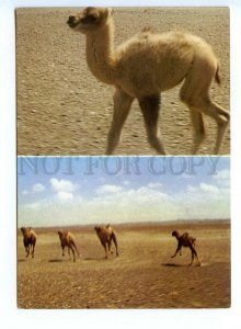 498848 Mongolia wild camel Old photo Urtnasan postcard