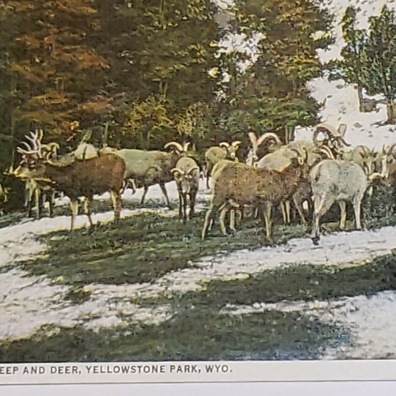 Vintage Postcard Mountain Sheep & Deer 1948 Yellowstone Park Wyoming 767