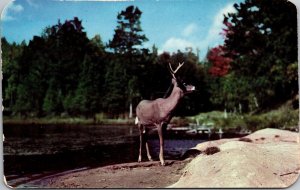 The Sentinel Buck in the Wildwood Postcard PC90