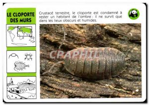 Map Of The Pegleg terrestrial crustacean Walls WWF