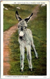 Postcard - Glad To See You, A Friendly Baby Burro - The West