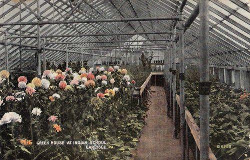 Indian India Green House Carlisle USA School Plants Botany Rare Antique Postcard