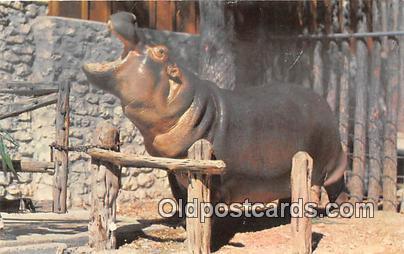 Fort Worth Texas Zoo, TX, USA Blue Bonnet Belle, Nile Hippo Postcard Post Car...