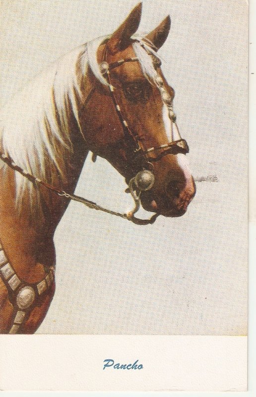 Horse. Pancho  Nice vintage American postcard