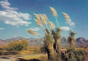 Spanish Bayonet Flowers