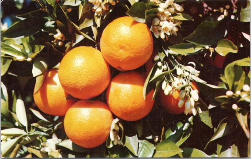 Postcard - Bunch of oranges in tree