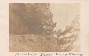 J84/ Ouray Colorado RPPC Postcard c1910 Big Horn Sheep Mountain 328