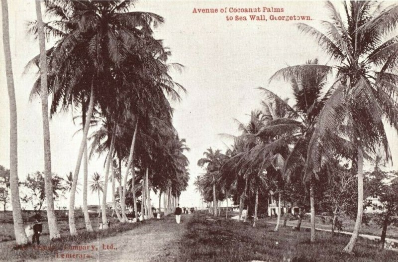 british guiana, Guyana, GEORGETOWN, Avenue of Cocoanut Palms to Sea Wall (1910s)