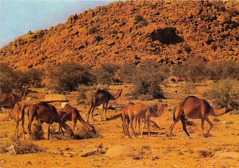 us8131 saudit arabia west region camels herds saudi arabia Djedda
