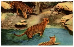 Ohio Cinncinnati Zoo  Tigers Bathing