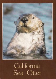 California Sea Otter