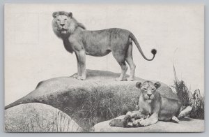 Animal~African Lion~Male & Female~Chicago Natural History Museum~Vintage PC