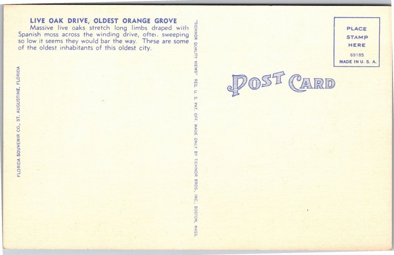 Postcard FL St. Augustine Live Oak Drive Oldest Orange Grove