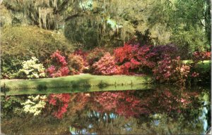 Postcard South Carolina - Magnolia Gardens