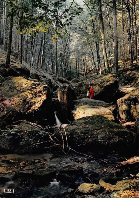 Luxembourg Petite Suisse Luxembourgeoise Hallerbach Creek Forest Other Unsorted Postcard Hippostcard