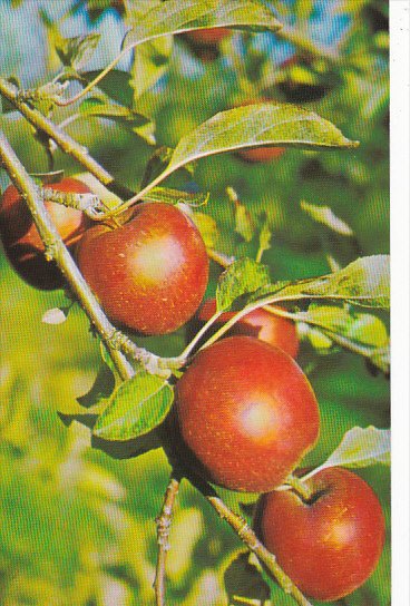 World Famous Nova Scotian Apples