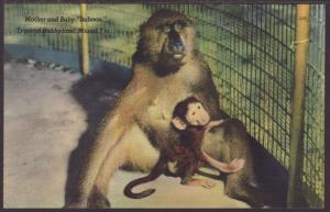 Baboons,Tropical Hobbyland,Miami,FL Postcard