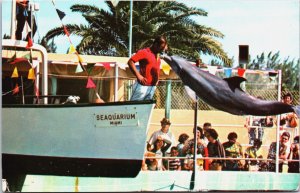 The Playful Porpoises Miami Seaquarium Dolphin Vintage Postcard C088