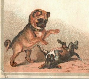 1880s Ernest Neyer's Orchestra Presbury & Hildreth Adorable Dogs P213