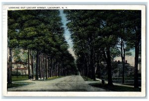 1926 Looking Out Locust Street Trees Scene Lockport New York NY Posted Postcard