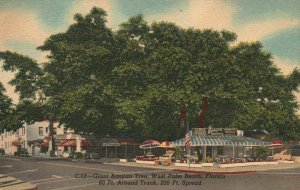 Vintage Postcard 1954 Giant Banyan Tree Grand Vacationing West Palm Beach FL