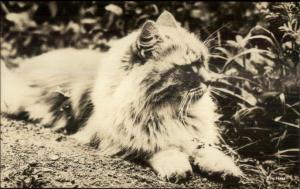 Long-Haired Cat Ira Haas Real Photo Postcard