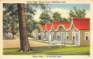 Oskaloosa Iowa 1940-50s Postcard Shady Lodge Tourist Court