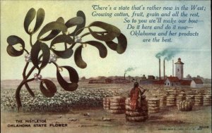 Oklahoma OK Cotton Farming  Agriculture 1900s-10s Postcard