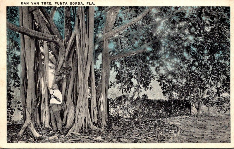 Florida Punta Gorda Ban Yan tree 1923