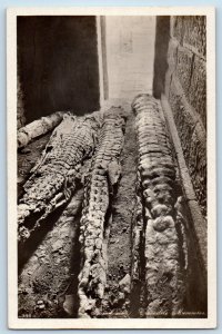 Egypt Postcard View of Crocodile Mummies Skins c1940's Vintage Unposted