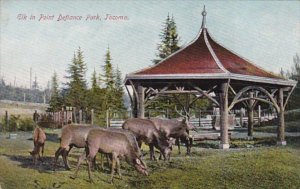 Washington Tacoma Elk In Point Defiance Park