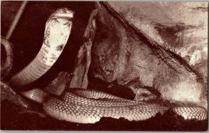 King Cobra, Lincoln Park Zoo Chicago IL Vintage Postcard D55