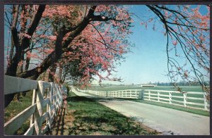 Horse Farm,Near Lexington,KY