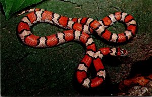 Snakes Red Milk Snake or King Snake