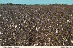 Georgia Plains Carter Country Cotton Field