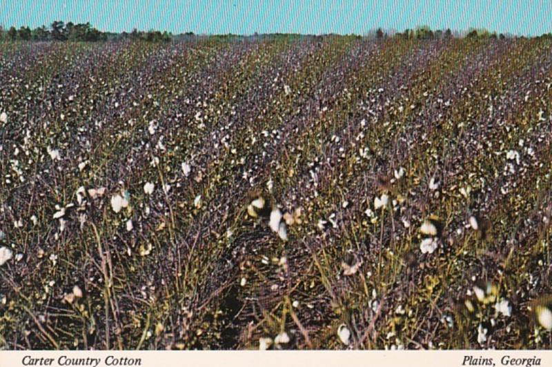 Georgia Plains Carter Country Cotton Field