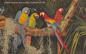 Parrot jungle Miami, Florida USA Parrot jungle Miami, Florida USA