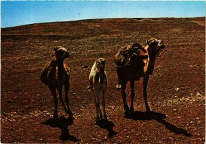 CPM AK Camels in the desert MAROC (881259)