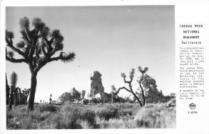 Postcard RPPC 1940s California Joshua Tree National Monument Frasher CA24-562