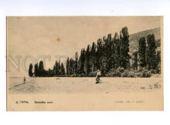 137936 Caucasus Abkhazia GAGRA Populus alley Gagry Vintage PC