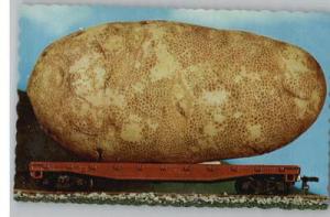 Comic Exaggeration Postcard..Maine Potato on Train..ME