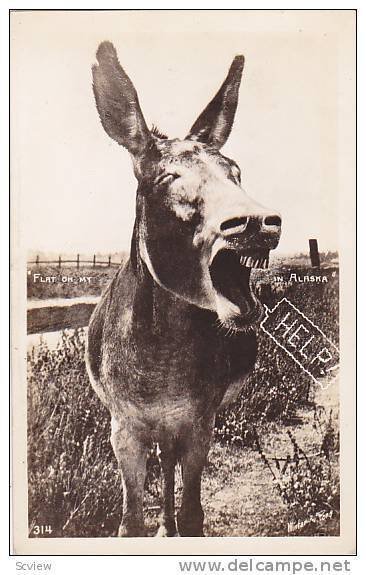 RP, Donkey Yelling HELP,  Alaska, 1920-1940s