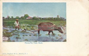 Philippines, Manila, Plowing Rice Fields, Williamson-Haffner Pub