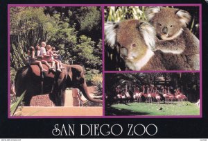 SAN DIEGO, California, 1950-1960s; San Diego Zoo