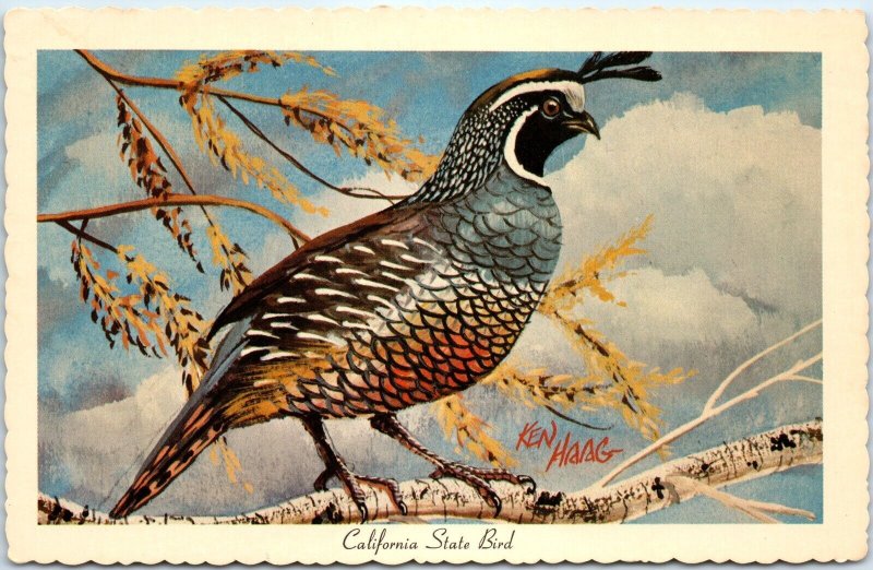 1966 CA California State Bird Valley Quail Plumage Ken Haag Painting Art PC A335