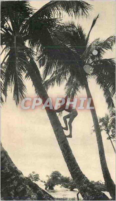 Postcard Modern New Caledonia (Coconut) In the wake of Bougainville