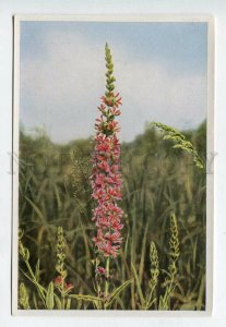 427934 Flower Lythrum salicaria Vintage Sammelwerk Tobacco Card w/ ADVERTISING